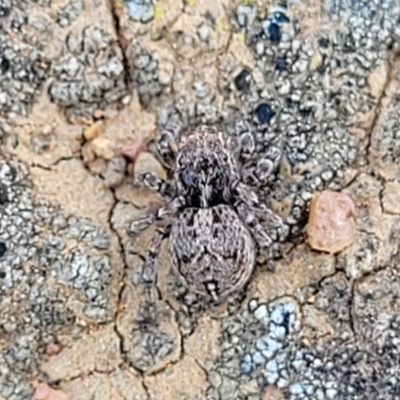 Maratus chrysomelas (Variable Peacock Spider) at Lyneham, ACT - 15 Sep 2023 by trevorpreston