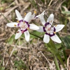 Wurmbea dioica subsp. dioica (Early Nancy) at Wamboin, NSW - 12 Sep 2023 by Komidar