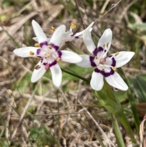 Wurmbea dioica subsp. dioica at Wamboin, NSW - 12 Sep 2023