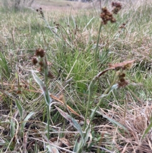 Luzula sp. at Wamboin, NSW - 9 Sep 2023