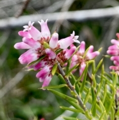 Lissanthe strigosa subsp. subulata (Peach Heath) at Wamboin, NSW - 12 Sep 2023 by Komidar