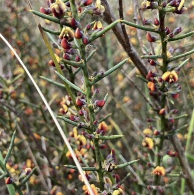 Daviesia genistifolia (Broom Bitter Pea) at Wamboin, NSW - 12 Sep 2023 by Komidar