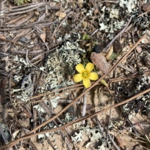 Oxalis sp. at Wamboin, NSW - 12 Sep 2023