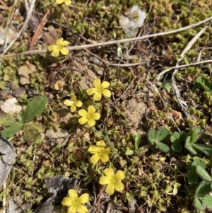 Oxalis sp. at Wamboin, NSW - 12 Sep 2023