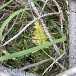 Blechnum sp. at QPRC LGA - 12 Sep 2023 01:40 PM