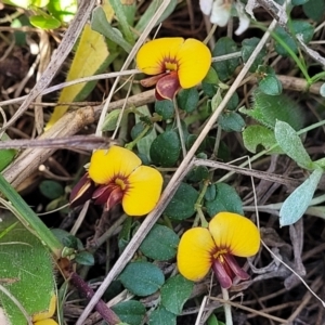 Bossiaea buxifolia at Lyneham, ACT - 15 Sep 2023 11:51 AM