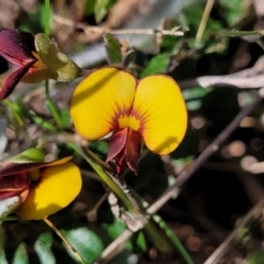 Bossiaea buxifolia at Lyneham, ACT - 15 Sep 2023 11:51 AM