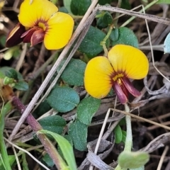 Bossiaea buxifolia at Lyneham, ACT - 15 Sep 2023 11:51 AM