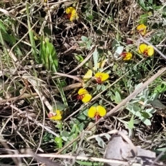 Bossiaea buxifolia at Lyneham, ACT - 15 Sep 2023 11:51 AM