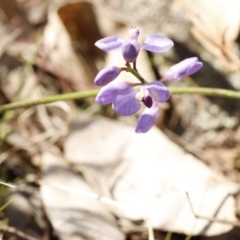 Comesperma volubile (Love Creeper) at Fadden, ACT - 15 Sep 2023 by pixelnips