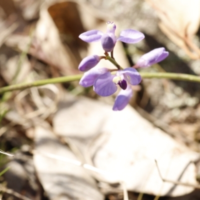 Comesperma volubile (Love Creeper) at Fadden, ACT - 15 Sep 2023 by pixelnips