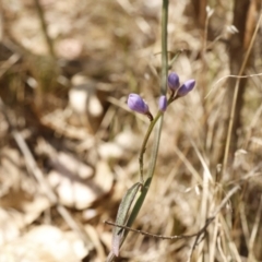 Comesperma volubile at Fadden, ACT - 15 Sep 2023 01:54 PM