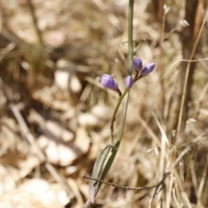 Comesperma volubile at Fadden, ACT - 15 Sep 2023