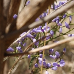 Comesperma volubile at Fadden, ACT - 15 Sep 2023