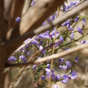 Comesperma volubile at Fadden, ACT - 15 Sep 2023