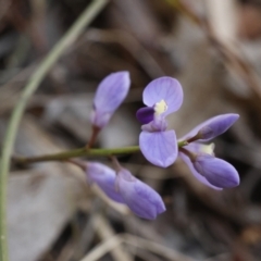 Comesperma volubile at Fadden, ACT - 15 Sep 2023