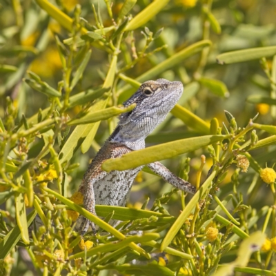 Unidentified Dragon at Denham, WA - 30 Aug 2023 by Trevor