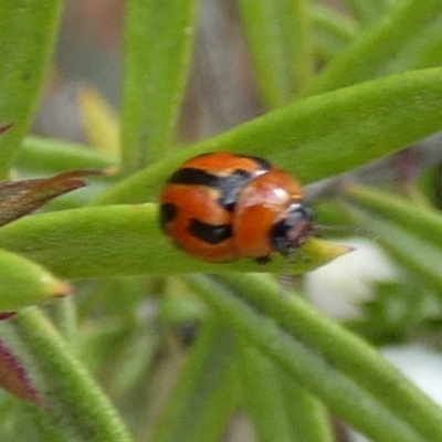 Peltoschema festiva (Leaf Beetle) at Boro - 12 Sep 2023 by Paul4K