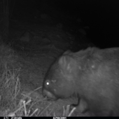 Vombatus ursinus (Common wombat, Bare-nosed Wombat) at Boro - 13 Sep 2023 by Paul4K
