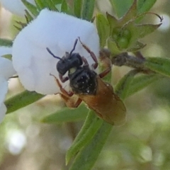 Exoneura sp. (genus) (A reed bee) at Boro - 12 Sep 2023 by Paul4K
