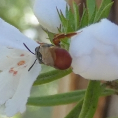 Exoneura sp. (genus) at Borough, NSW - suppressed