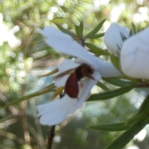 Exoneura sp. (genus) at Borough, NSW - suppressed