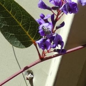 Lasioglossum (Chilalictus) sp. (genus & subgenus) at Borough, NSW - 13 Sep 2023