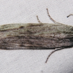 Capusa (genus) (Wedge moth) at Sheldon, QLD - 4 Aug 2007 by PJH123