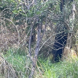 Wallabia bicolor at Bruce, ACT - 15 Sep 2023 02:18 PM