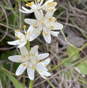 Wurmbea dioica subsp. dioica at Bruce, ACT - 15 Sep 2023 02:02 PM