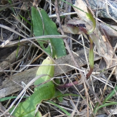 Chiloglottis formicifera (Ant Orchid) at Borough, NSW - 13 Sep 2023 by Paul4K