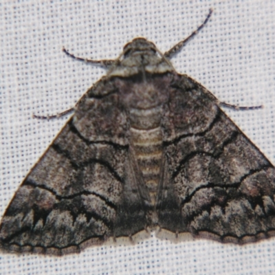 Dysbatus singularis (Dry-country Line-moth) at Sheldon, QLD - 4 Aug 2007 by PJH123