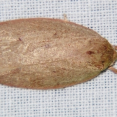 Euchaetis (genus) (A Concealer moth (Wingia Group, subgroup 11)) at Sheldon, QLD - 4 Aug 2007 by PJH123