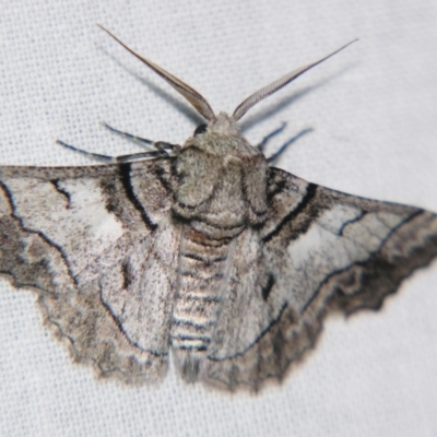 Hypobapta diffundens (Diffundens Grey) at Sheldon, QLD - 4 Aug 2007 by PJH123