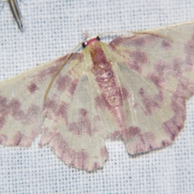 Prasinocyma rhodocosma (Northern Emerald) at Sheldon, QLD - 4 Aug 2007 by PJH123