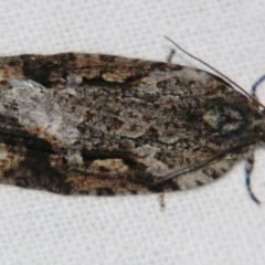 Thrincophora lignigerana (A Tortricid moth) at Sheldon, QLD - 4 Aug 2007 by PJH123