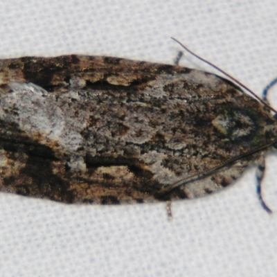Thrincophora lignigerana (A Tortricid moth) at Sheldon, QLD - 4 Aug 2007 by PJH123