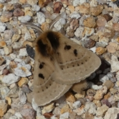Anthela ocellata (Eyespot Anthelid moth) at Boro - 12 Sep 2023 by Paul4K