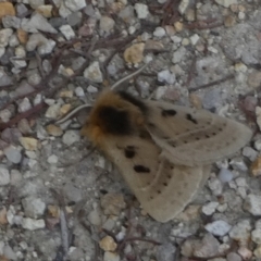 Anthela ocellata at Borough, NSW - suppressed