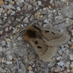 Anthela ocellata at Borough, NSW - 12 Sep 2023