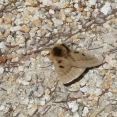 Anthela ocellata at Borough, NSW - suppressed