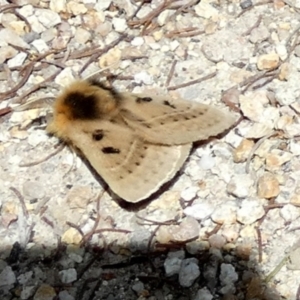 Anthela ocellata at Borough, NSW - suppressed