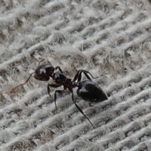 Crematogaster sp. (genus) at Borough, NSW - suppressed