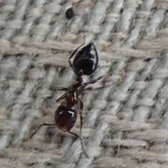 Crematogaster sp. (genus) at Borough, NSW - suppressed