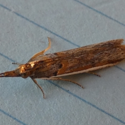 Etiella behrii (Lucerne Seed Web Moth) at Borough, NSW - 13 Sep 2023 by Paul4K