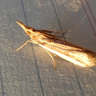 Etiella behrii (Lucerne Seed Web Moth) at Boro - 12 Sep 2023 by Paul4K