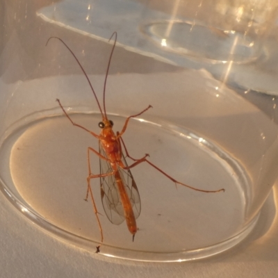 Netelia sp. (genus) (An Ichneumon wasp) at Borough, NSW - 13 Sep 2023 by Paul4K