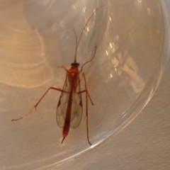 Netelia sp. (genus) at Borough, NSW - suppressed