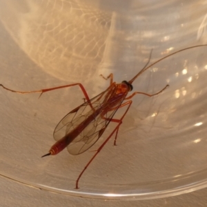 Netelia sp. (genus) at Borough, NSW - suppressed