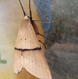 Gastrophora henricaria at Borough, NSW - suppressed